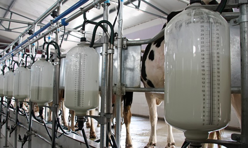 Food & Dairy